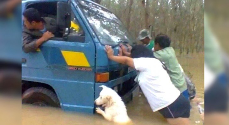 Ein Hund hilft seinen Besitzern, den Transporter im strömenden Regen zu schieben: Das Foto sagt mehr als tausend Worte…