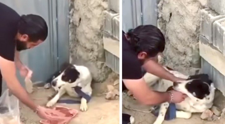 Ein Hund lebte grausam gefesselt und verlassen: Die Geste des Mannes ist uns allen eine Lehre