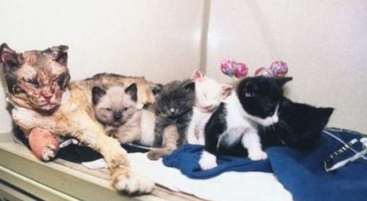 Die Geschichte von Scarlett der Katze, die 5 mal durchs Feuer ging, um ihre Jungen zu retten