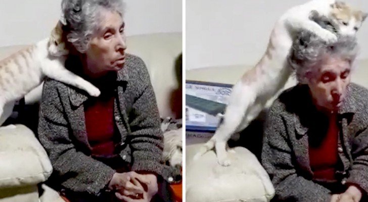 Bei Großmutter wird Demenz diagnostiziert und die Katze versucht, sie auf ihre eigene Weise zu “heilen”