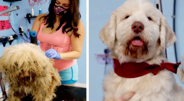 Diese Frau öffnete um Mitternacht ihren Salon, um einem streunenden Hund eine “Notfallbehandlung” zu verpassen