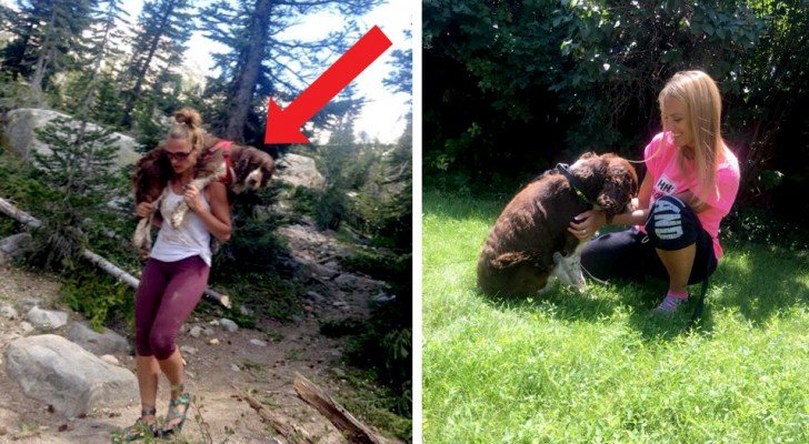 Diese Wanderin rettet einen verwundeten Hund und transportiert ihn 10 km lang auf ihren Schultern