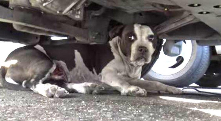 Sie hatte Angst vor Menschen aber dank der Zuneigung eines Mannes ist dieser kleine Hund jetzt sehr liebevoll.