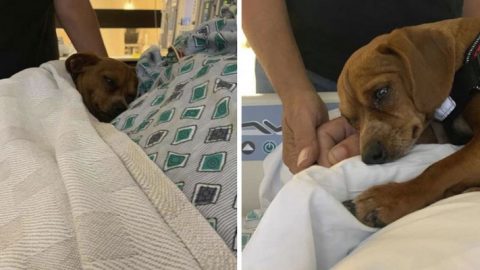 Dieser süße kleine Hund weigert sich, seinen Besitzer am Ende seines Lebens allein im Krankenhaus zu lassen