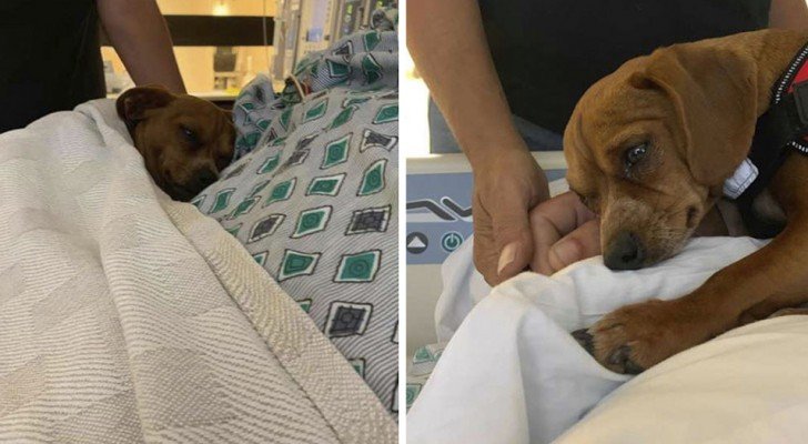 Dieser süße kleine Hund weigert sich, seinen Besitzer am Ende seines Lebens allein im Krankenhaus zu lassen