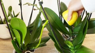 Orchidee: Floristen-Trick für üppige Blüten und helle, kräftige Blätter